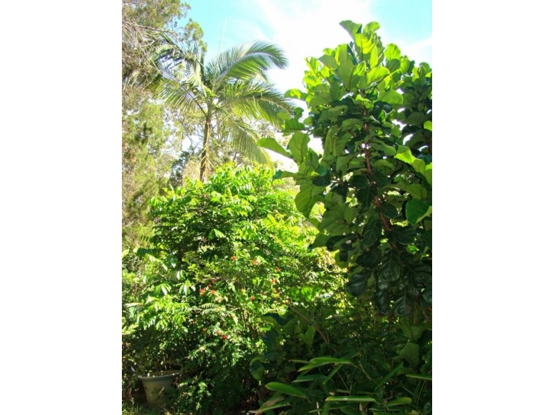 155 Clarendon Road, Peregian Beach QLD 4573