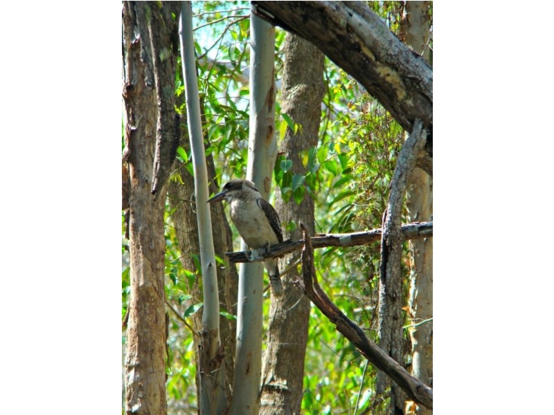 155 Clarendon Road, Peregian Beach QLD 4573