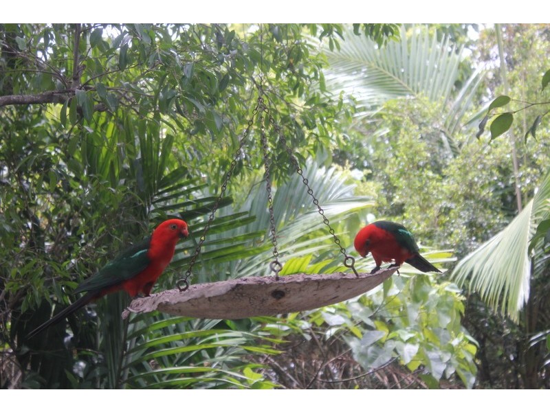 8 Boxthorn Place, Aroona QLD 4551