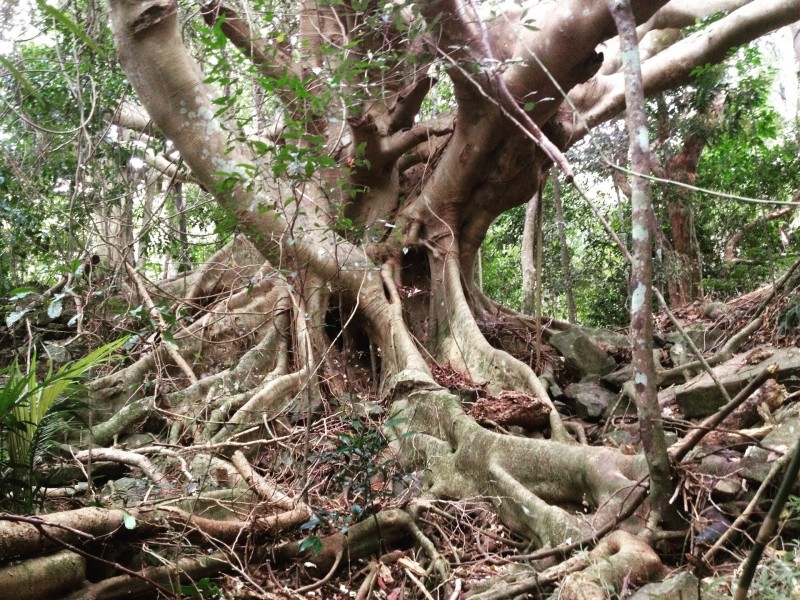 53 Cavendish Rd, Duroby NSW 2486