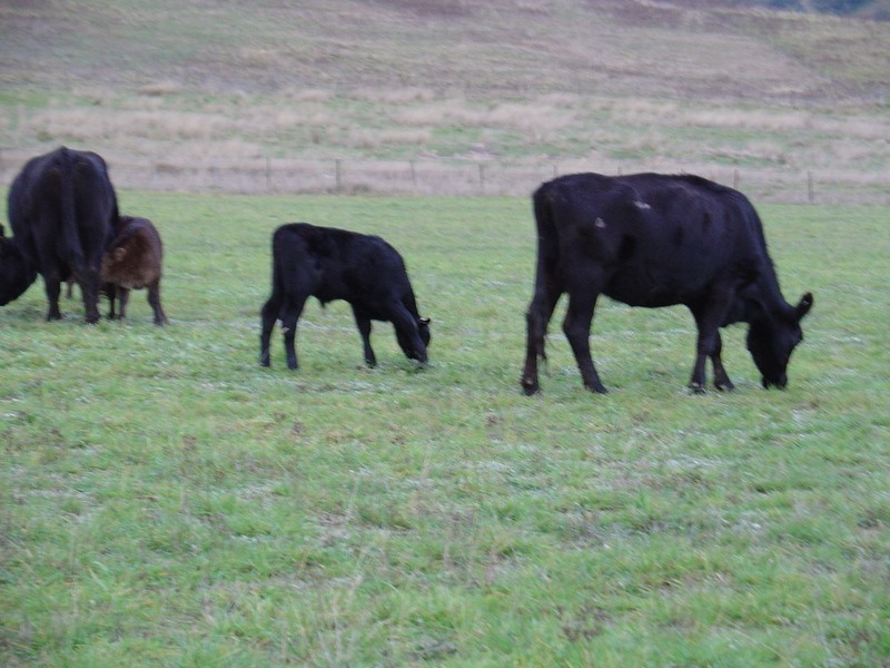 222  Battery Crossing Road, Reids Flat NSW 2586