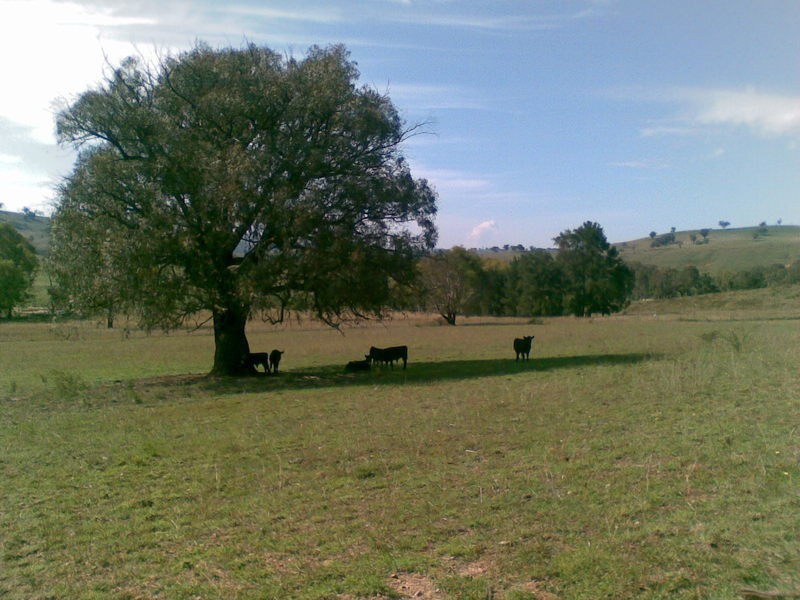 222  Battery Crossing Road, Reids Flat NSW 2586