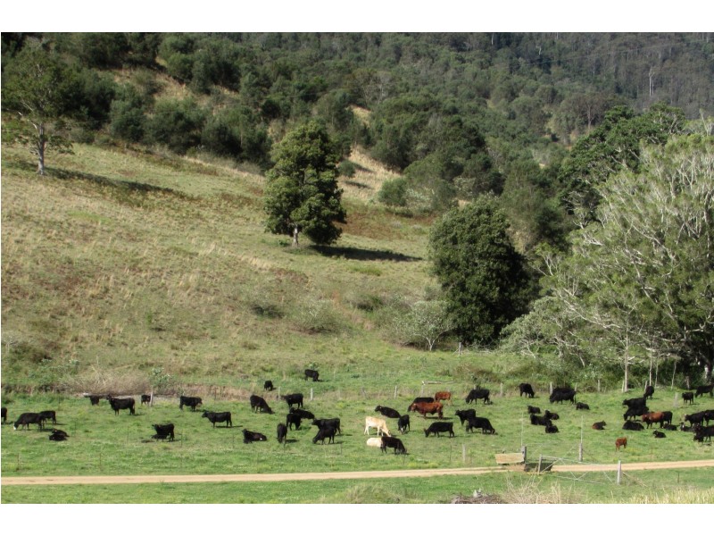 Lot 2 Pine Scrub Road, Kindee NSW 2446