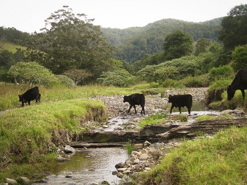 Lot 2 Pine Scrub Road, Kindee NSW 2446