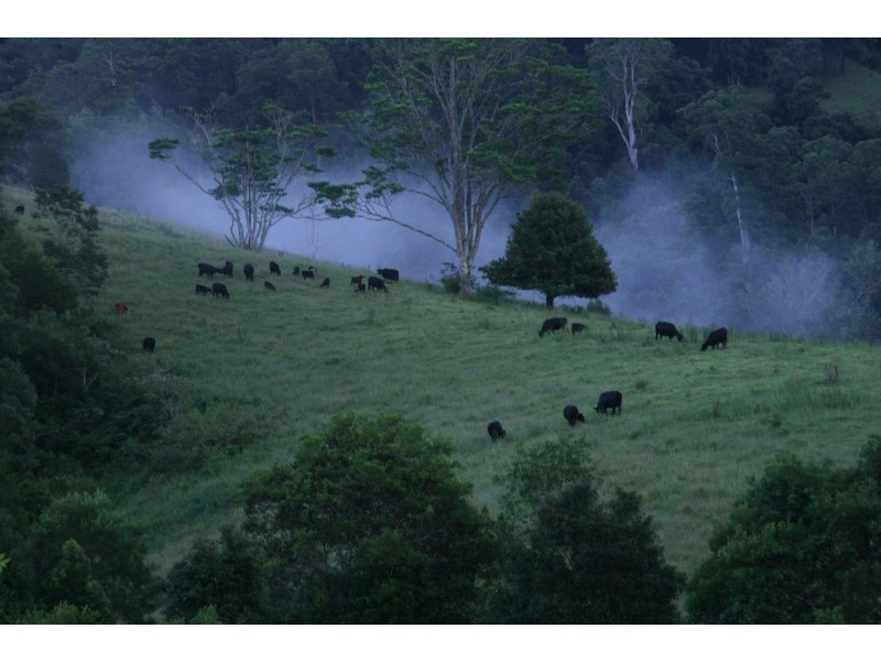 Lot 2 Pine Scrub Road, Kindee NSW 2446