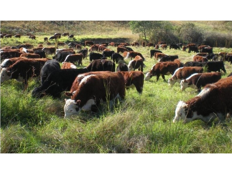 Lot 2 Pine Scrub Road, Kindee NSW 2446