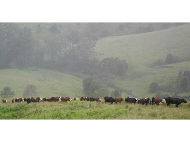 Lot 2 Pine Scrub Road, Kindee NSW 2446