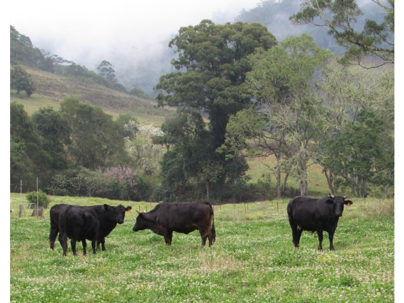 Lot 2 Pine Scrub Road, Kindee NSW 2446