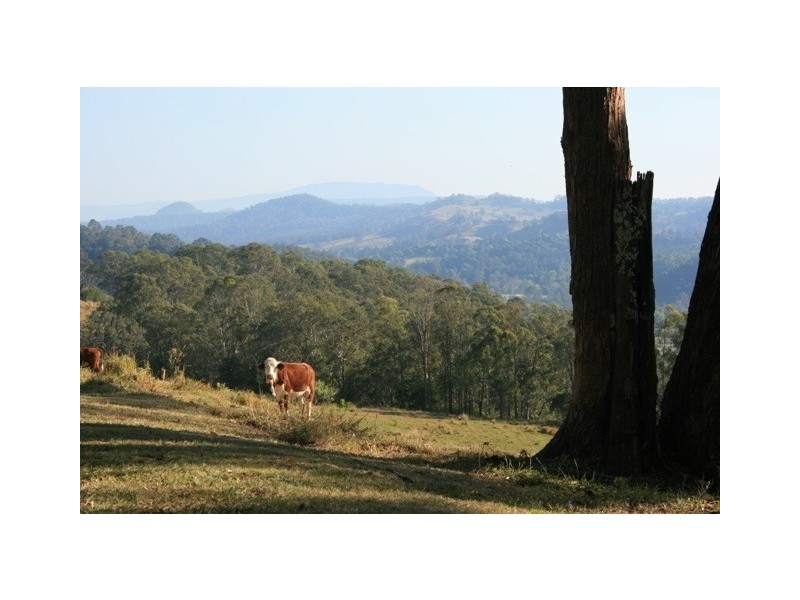 326 Bice Road, Leycester NSW 2480