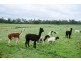 Lot 2 Brookhampton Rd, Kirup WA 6251