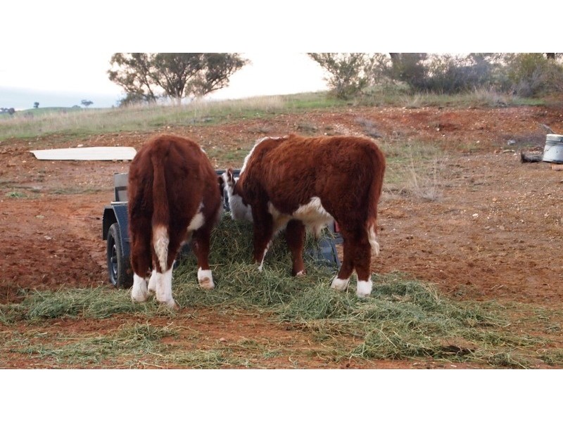 Lot 27 Battery Crossing Rd, Reids Flat NSW 2586