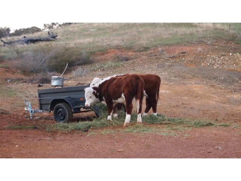 Lot 27 Battery Crossing Rd, Reids Flat NSW 2586