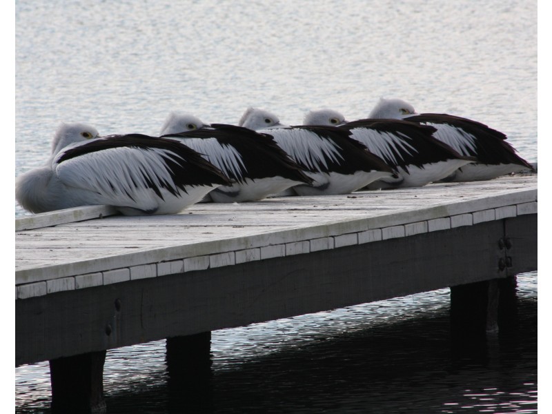 65 Dandaraga Road, Brightwaters NSW 2264