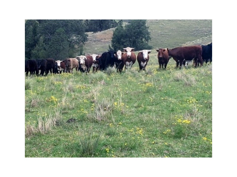 Goorangoola NSW 2330