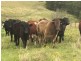 Goorangoola NSW 2330