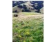 Goorangoola NSW 2330