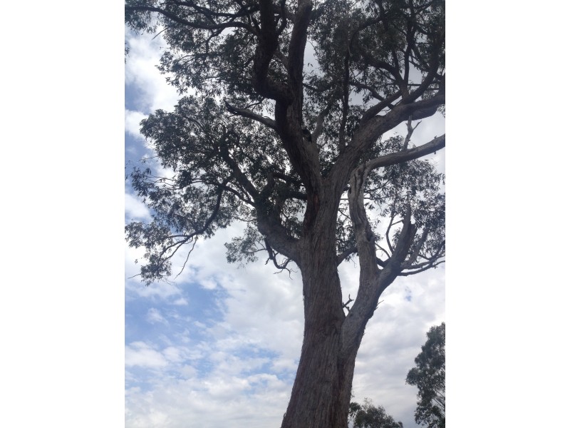 Goorangoola NSW 2330