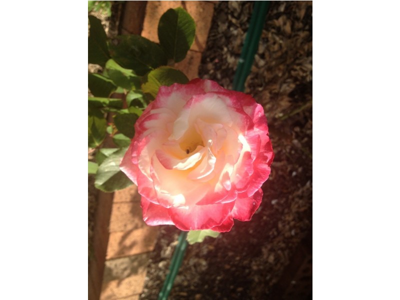 9 Kelbrae Close, Morisset NSW 2264