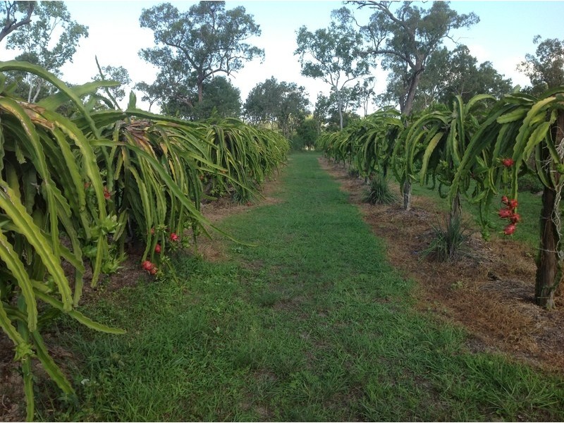 189 Forestry Road, Bluewater QLD 4818