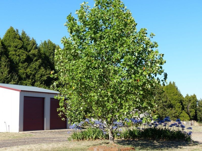 Selah Pretty Plains Road, Millthorpe NSW 2798