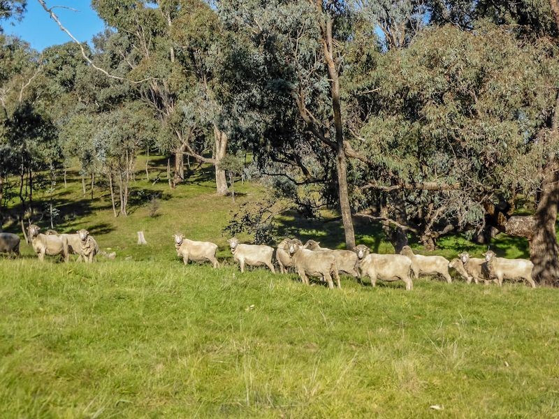 Macquarie Downs’ 560 Griffin Road, Orange NSW 2800