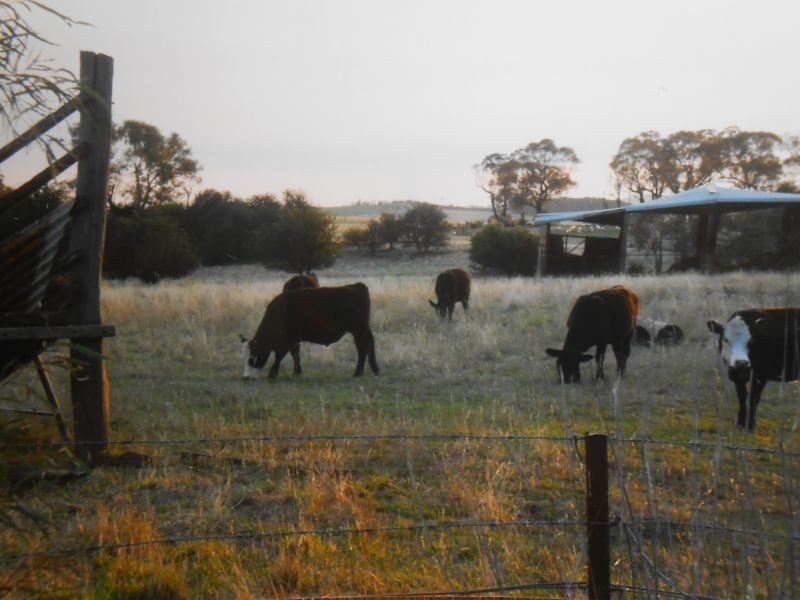 269 Forest Reefs Road, Millthorpe NSW 2798