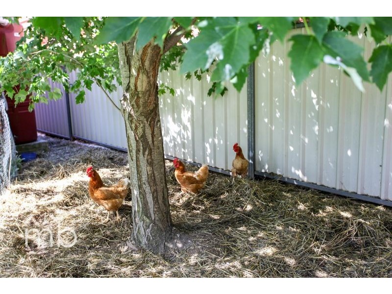 4 Avondale Drive, Orange NSW 2800