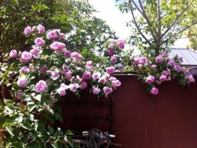 9 Elliot Street, Millthorpe NSW 2798