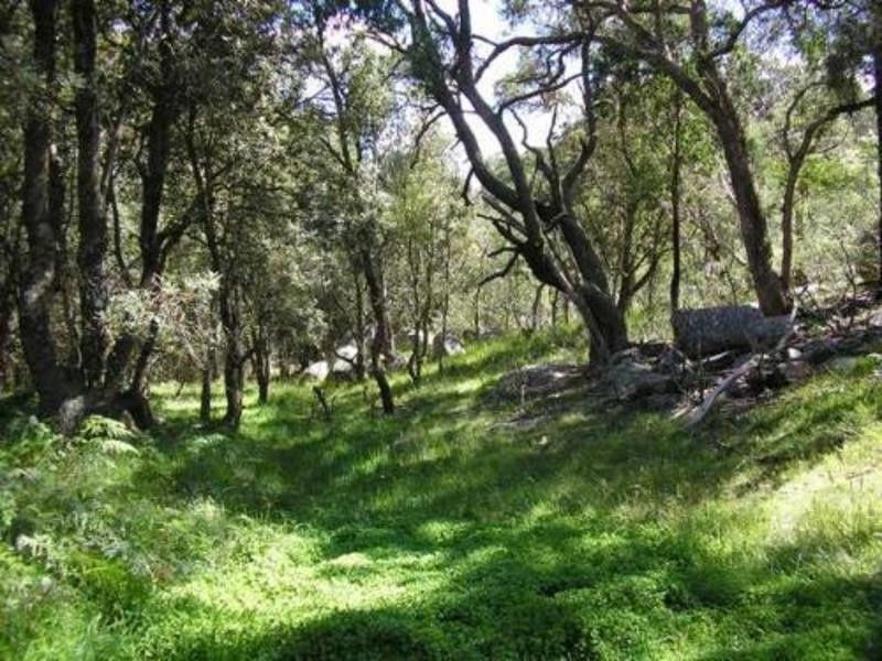 486 Aqua Park Road, Mount Mitchell, Glencoe NSW 2365
