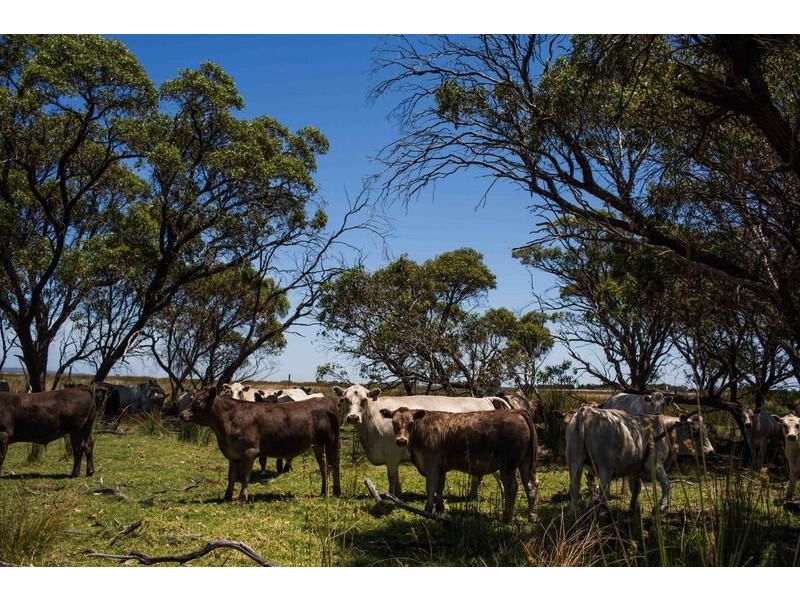 Lot 741 Telegraph Road, Monjingup WA 6450