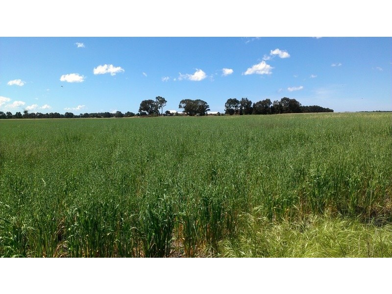 Lot 741 Telegraph Road, Monjingup WA 6450