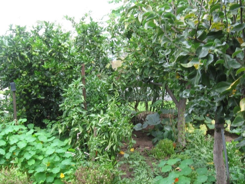 354 Tribune Street, Albury NSW 2640