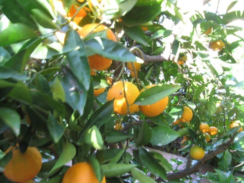 354 Tribune Street, Albury NSW 2640