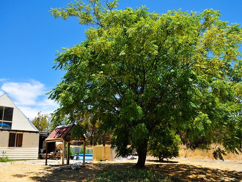 159 Badgerup Road, Wanneroo WA 6065