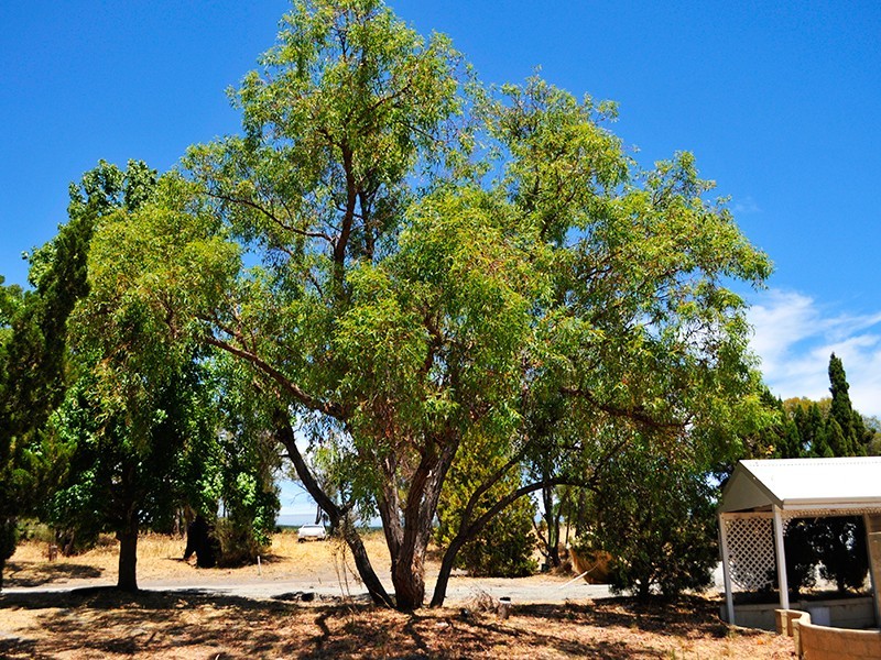 159 Badgerup Road, Wanneroo WA 6065