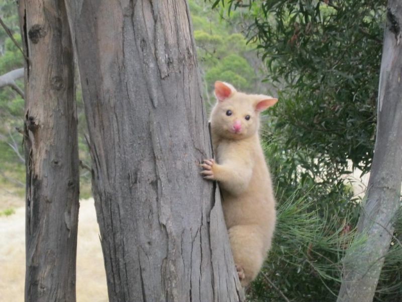 1000 Killora Road, North Bruny TAS 7150