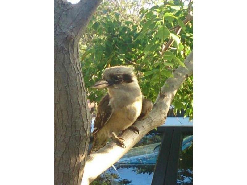 1 Gray Road, Gooseberry Hill WA 6076