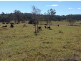 Seaforth QLD 4741