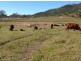Seaforth QLD 4741