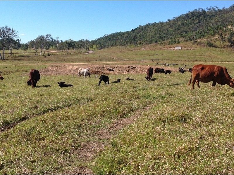 Seaforth QLD 4741