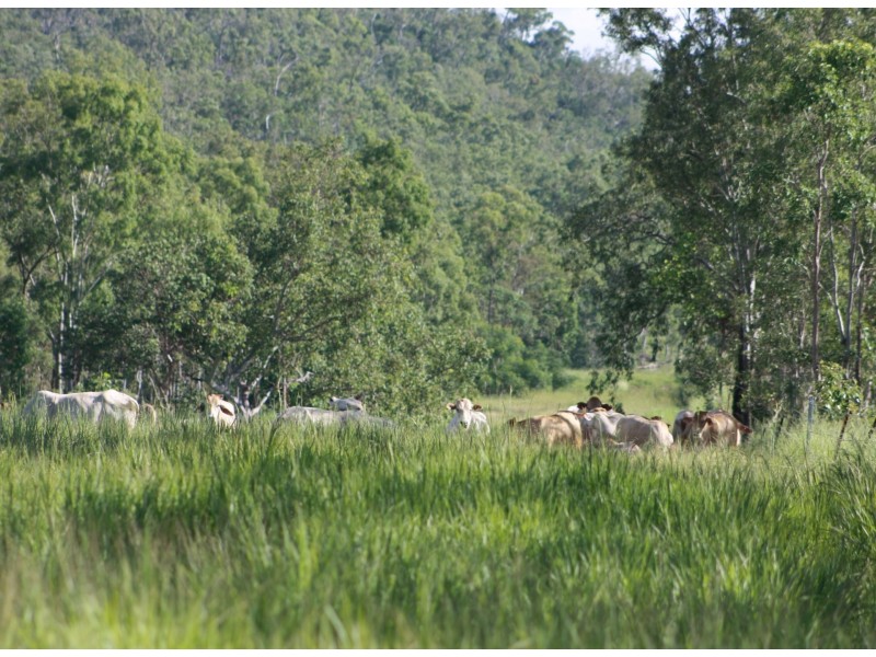 7733 Bruce Highway, Bloomsbury QLD 4799