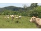 7733 Bruce Highway, Bloomsbury QLD 4799