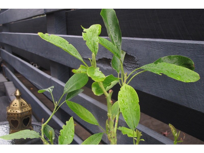 4/63 Crawford Road, Maylands WA 6051