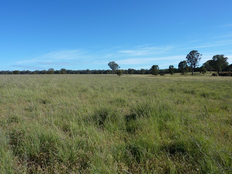 Purlewaugh NSW 2357