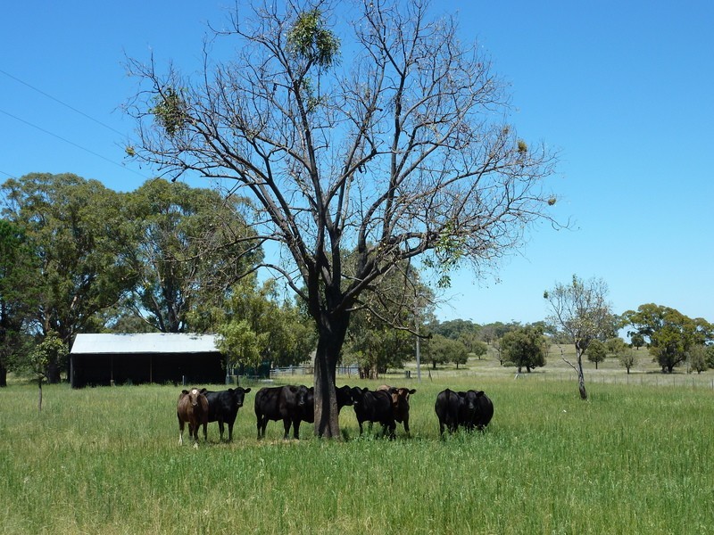 Purlewaugh NSW 2357