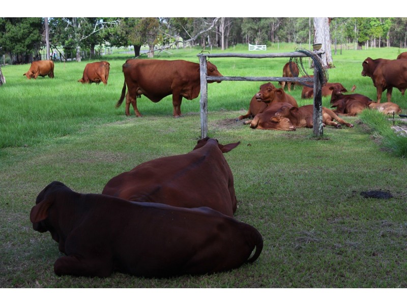 181 Willetts Road, Bauple QLD 4650
