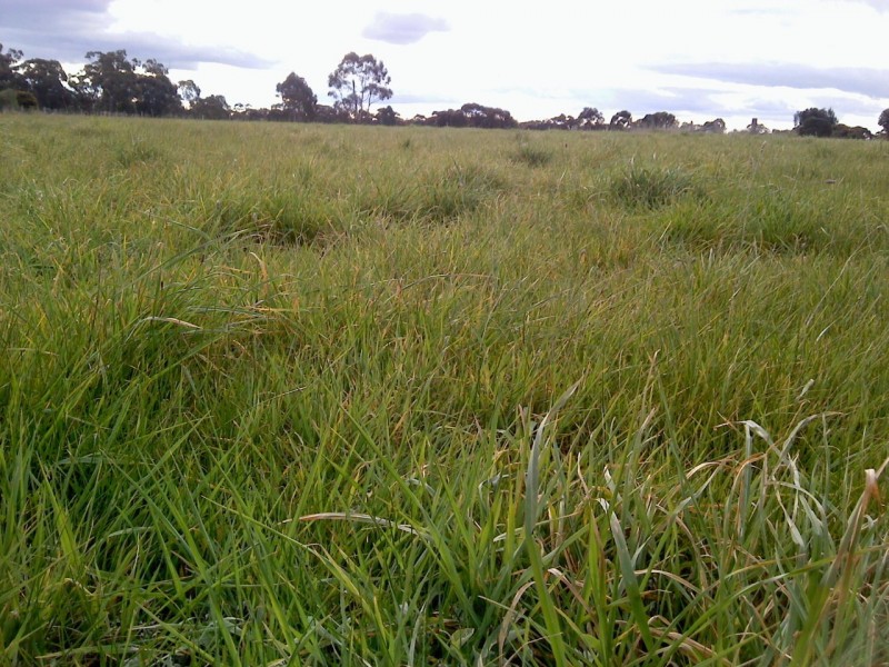 8 Massimo Court, Maryborough VIC 3465