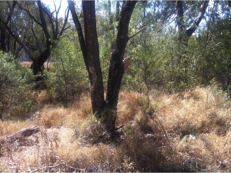 215  St Geroges st, Mungindi NSW 2406