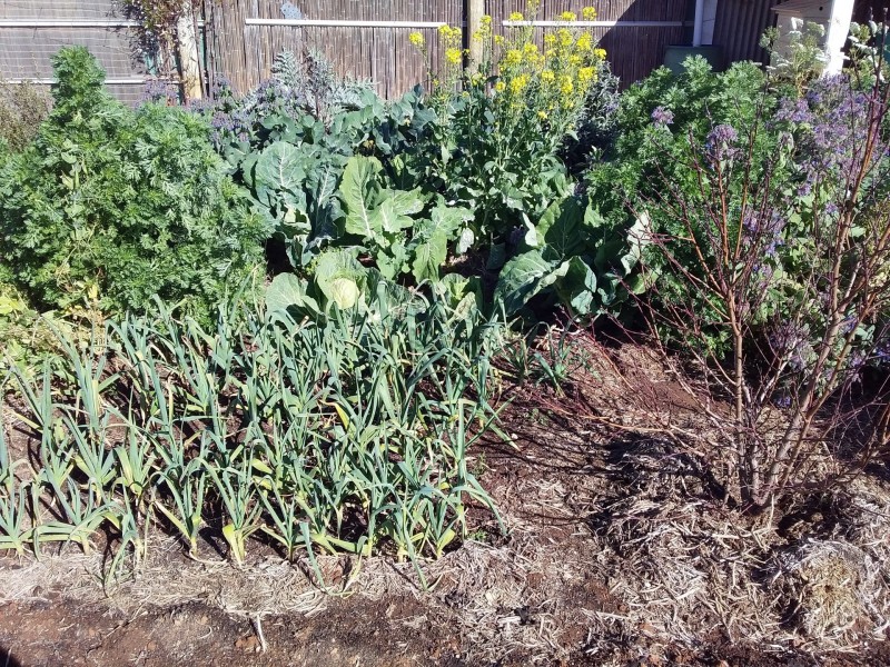 Lot 11 Government Road, Penong SA 5690