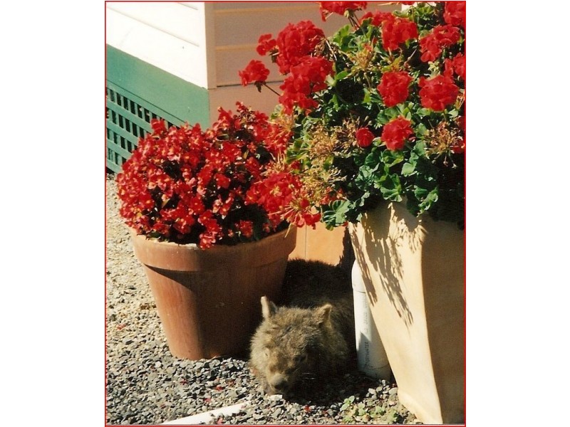 645 Thomson Road, Hazelwood South VIC 3840